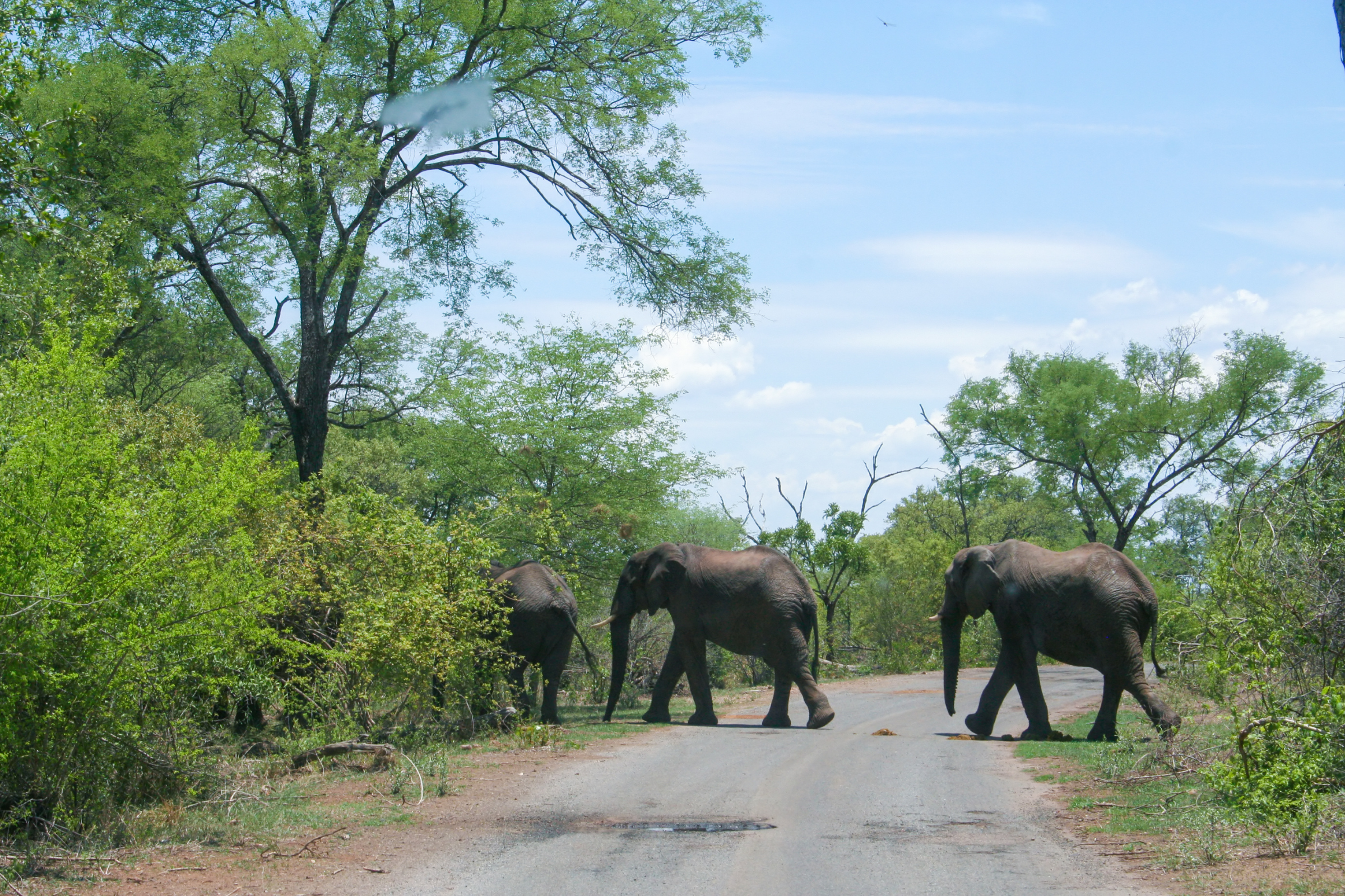 12_Zambezi_National_Park[1].webp